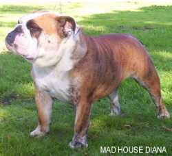 English bulldog : CH Mad House Diana